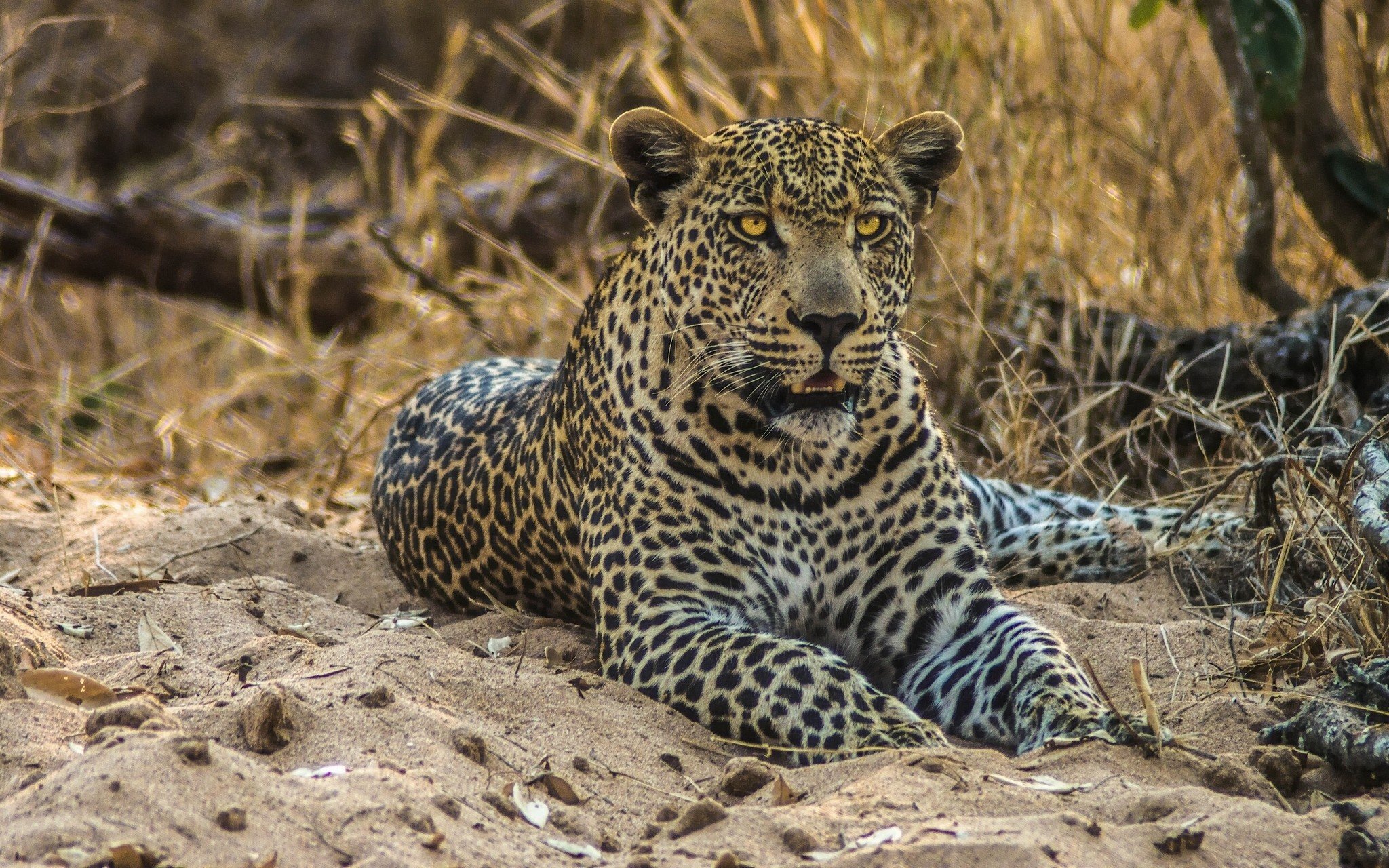 Yellow-Eyed Leopard Wildlife Wallpaper