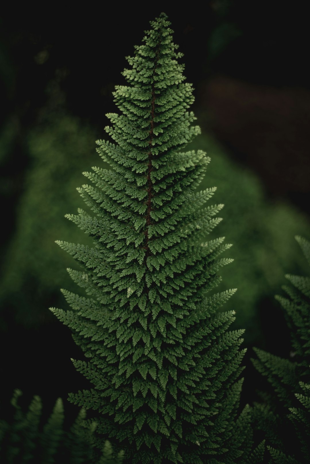 Pine Tree Christmas Wallpaper