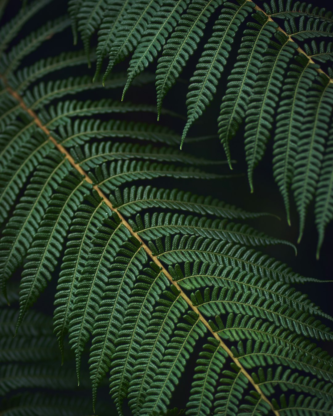 Green Fern Snake Wallpaper