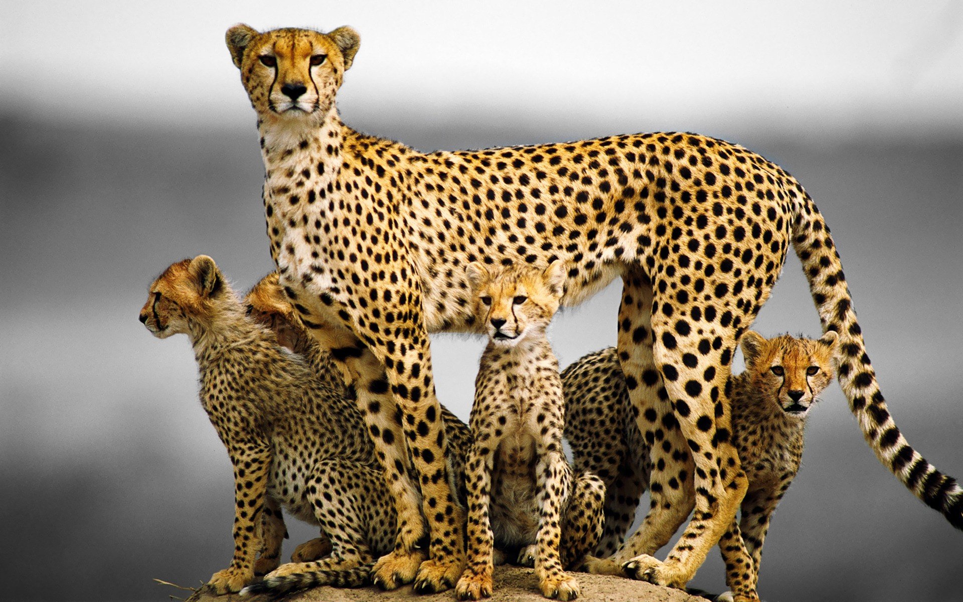 Cheetah Cubs Big Cats Wallpaper