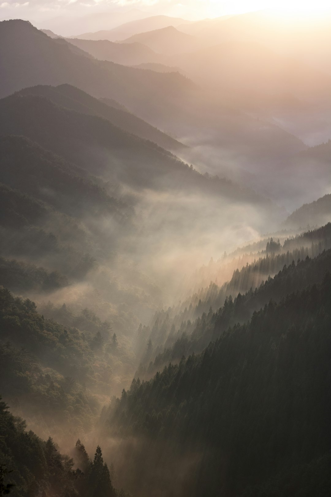 Purple Mist Fir Wallpaper