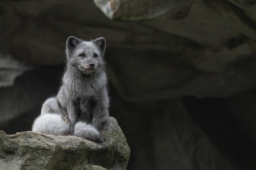 Arctic Fox Animal Wallpaper