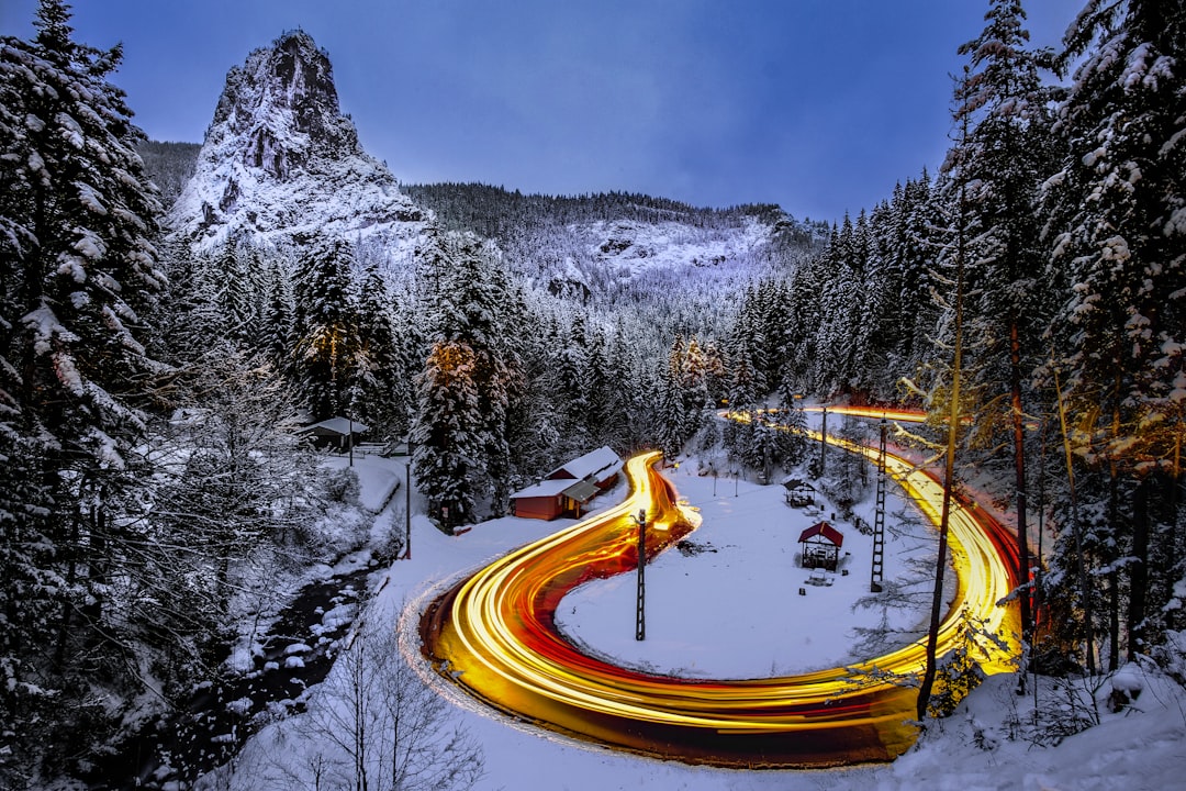 Winter Pine Road Wallpaper