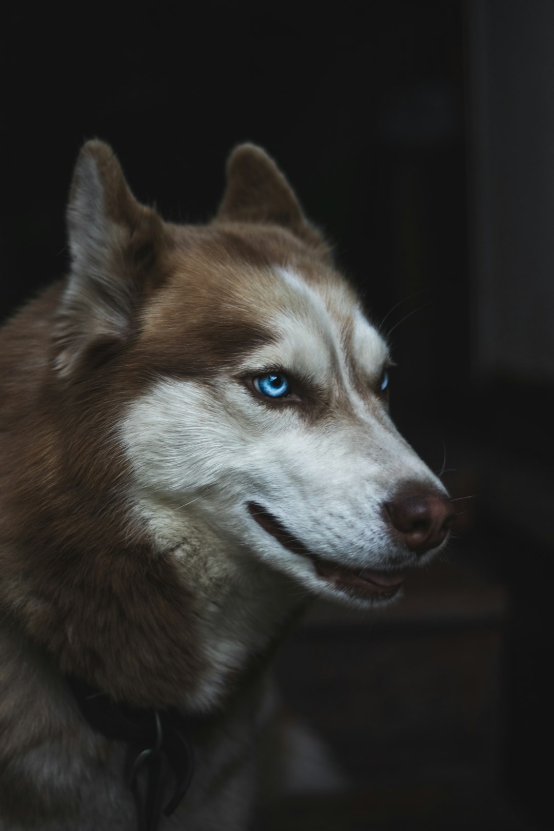 Husky Puppy Eyes Wallpaper