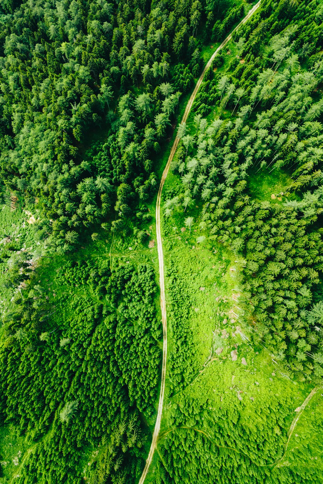 Aerial Forest Path Wallpaper
