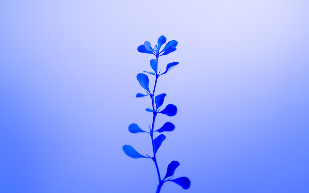 Azure Plant Sky Wallpaper