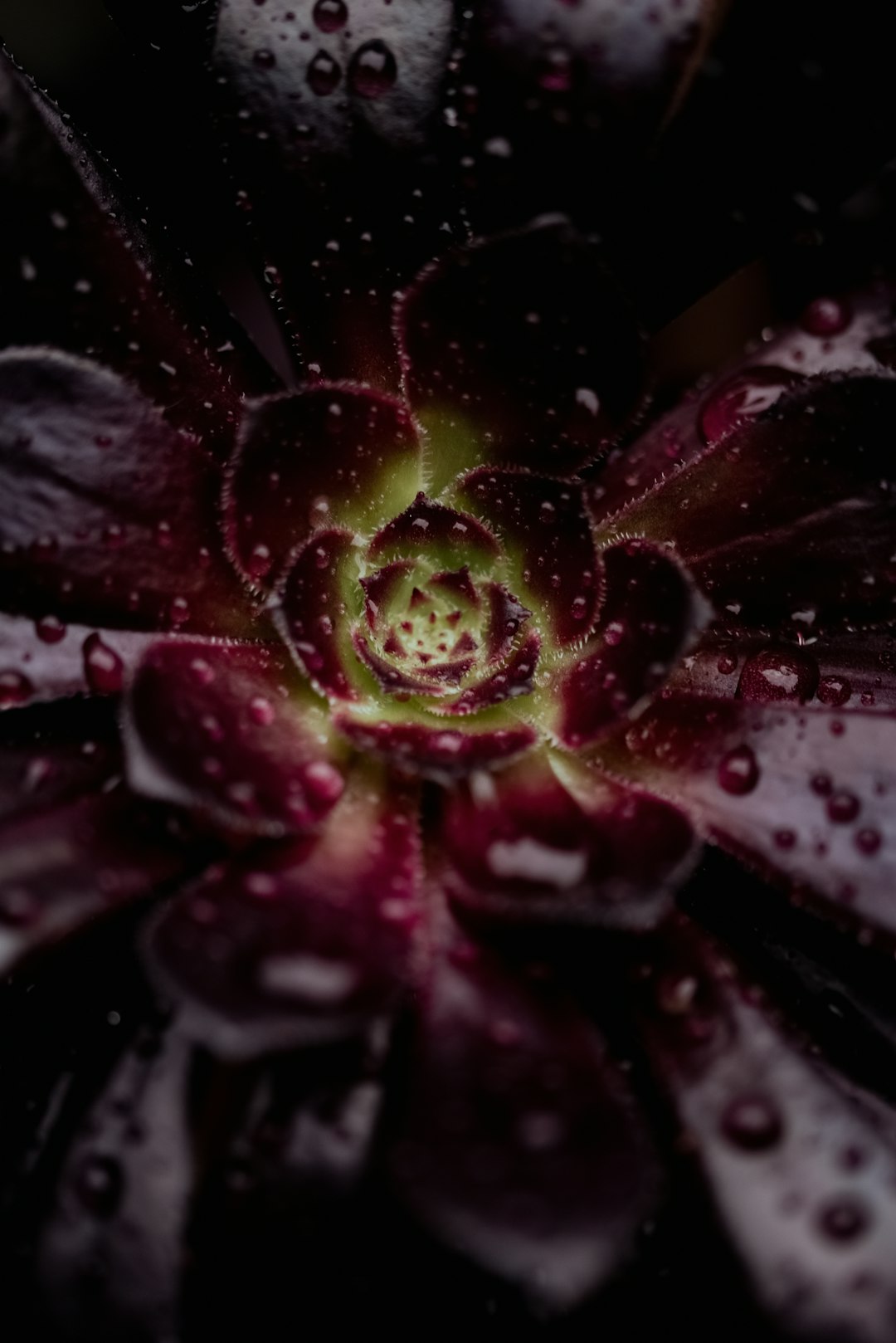 Purple Flower Leaves Wallpaper