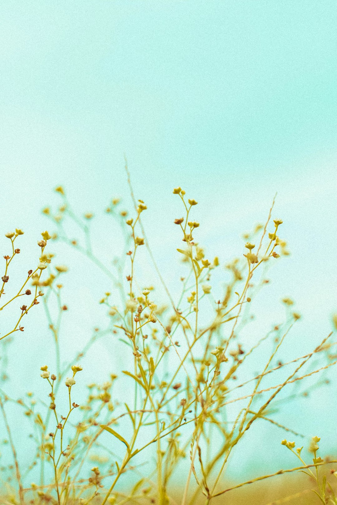 Vintage Blue Wildflowers Wallpaper