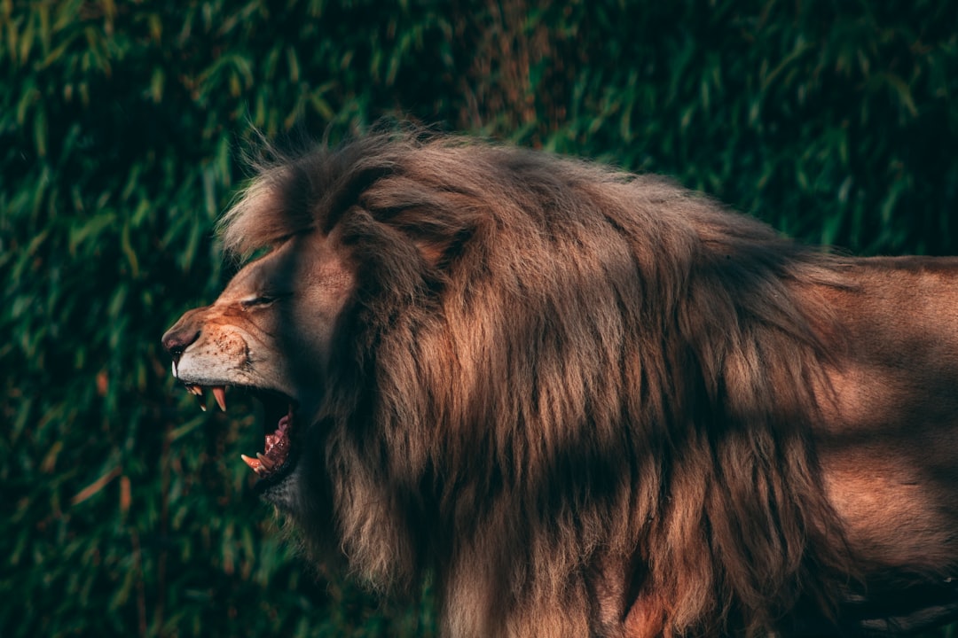 Majestic Lion Dog Wallpaper