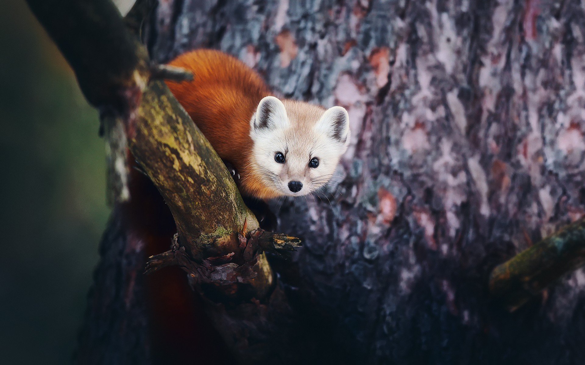 Fox In Forest Wallpaper