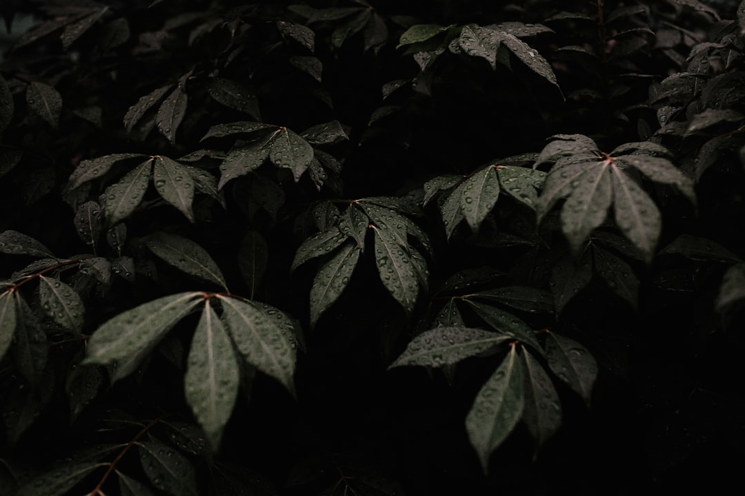 Moody Leaves Droplets Wallpaper