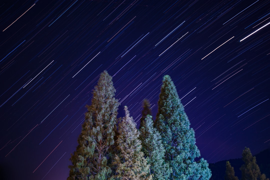 Starry Forest Night Wallpaper