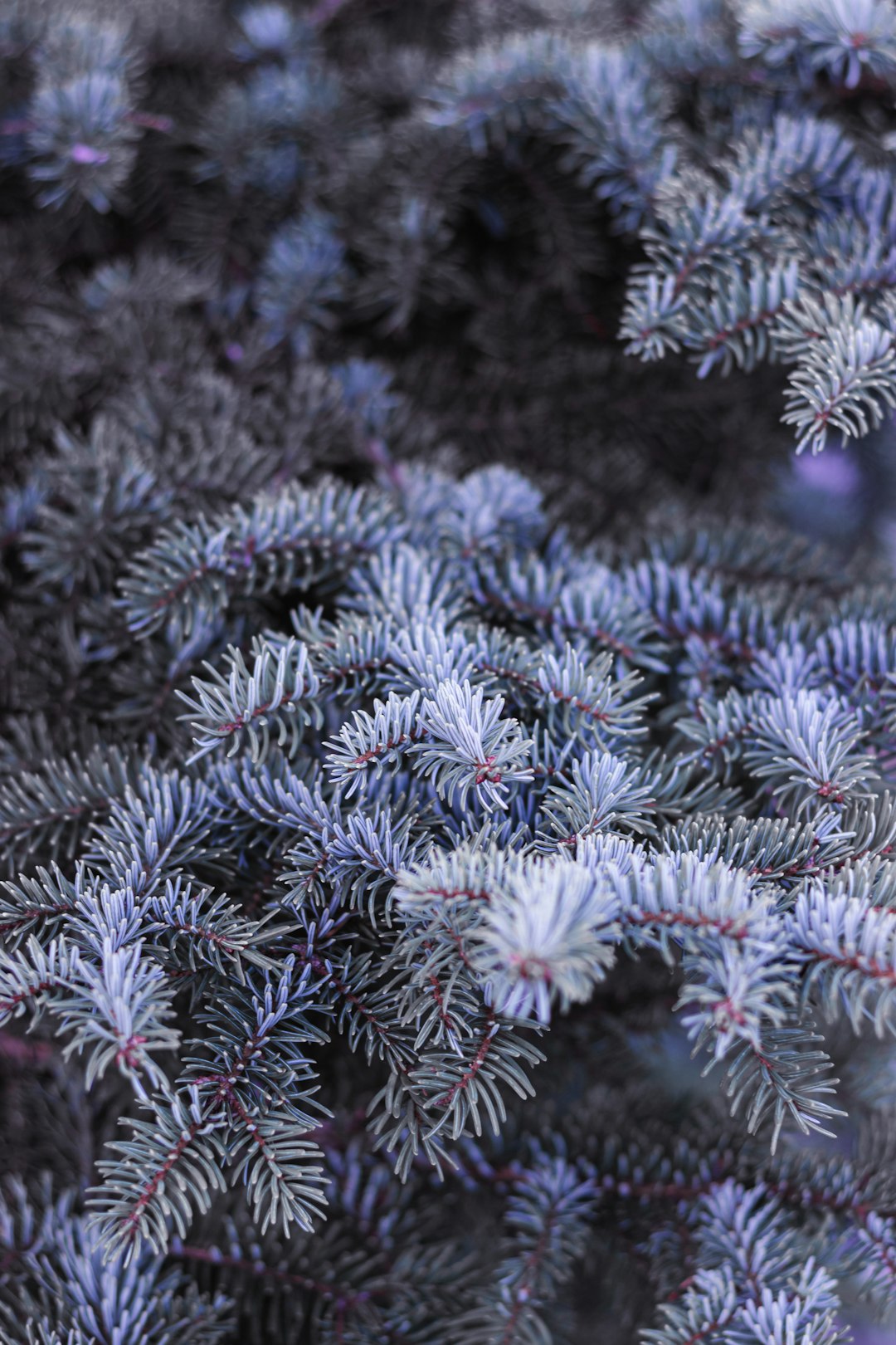 Winter Pine Leaves Wallpaper