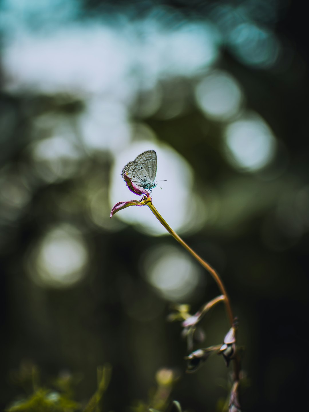 Beautiful Butterfly Rain Wallpaper