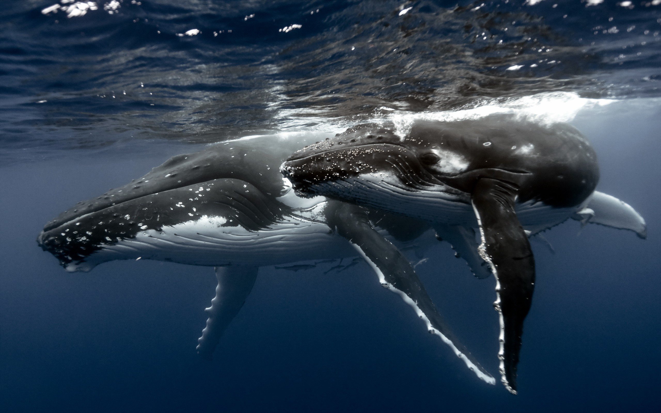 Humpback Whale Underwater Wallpaper