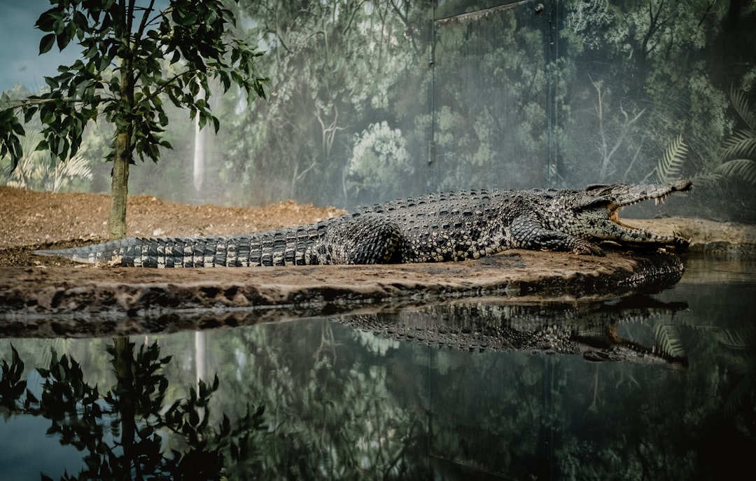 Wild Crocodile Reflection Wallpaper