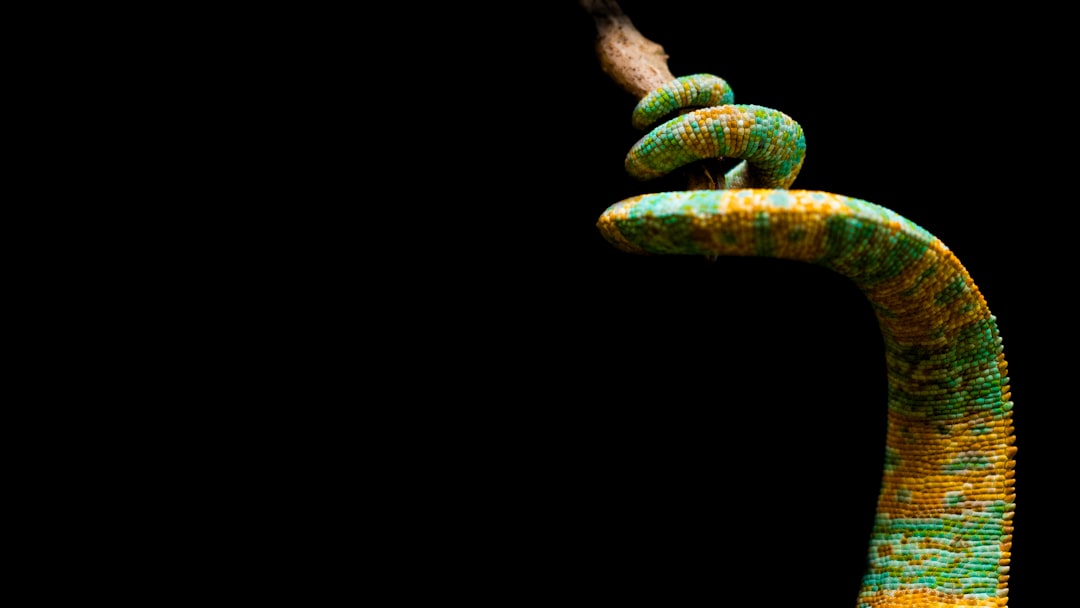Chameleon Branch Reptile Wallpaper