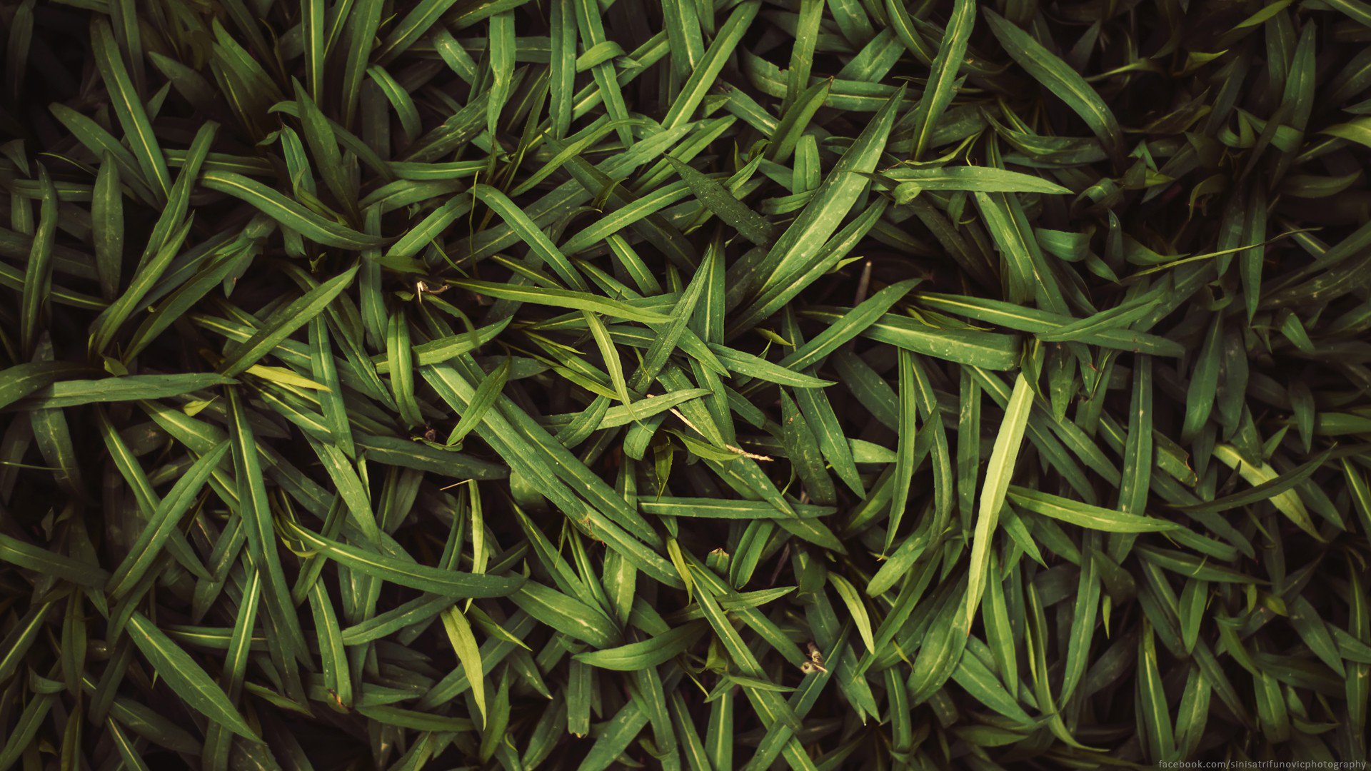 Lush Green Leaves Wallpaper