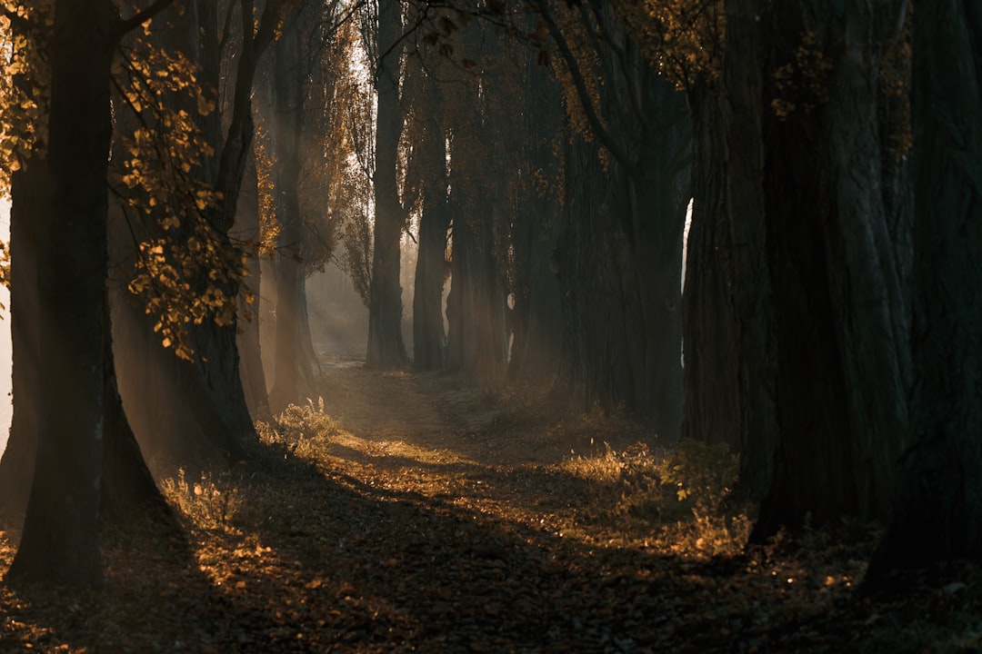 Autumn Forest Sunlight Wallpaper