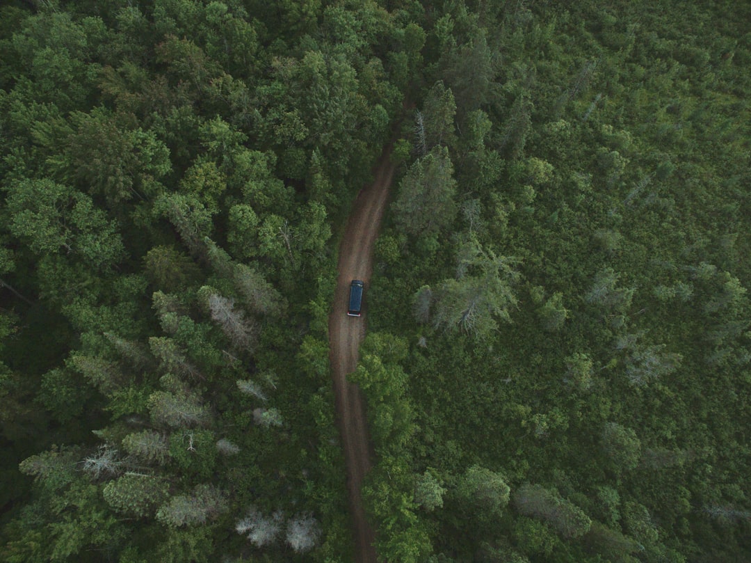 Aerial Forest Road Wallpaper