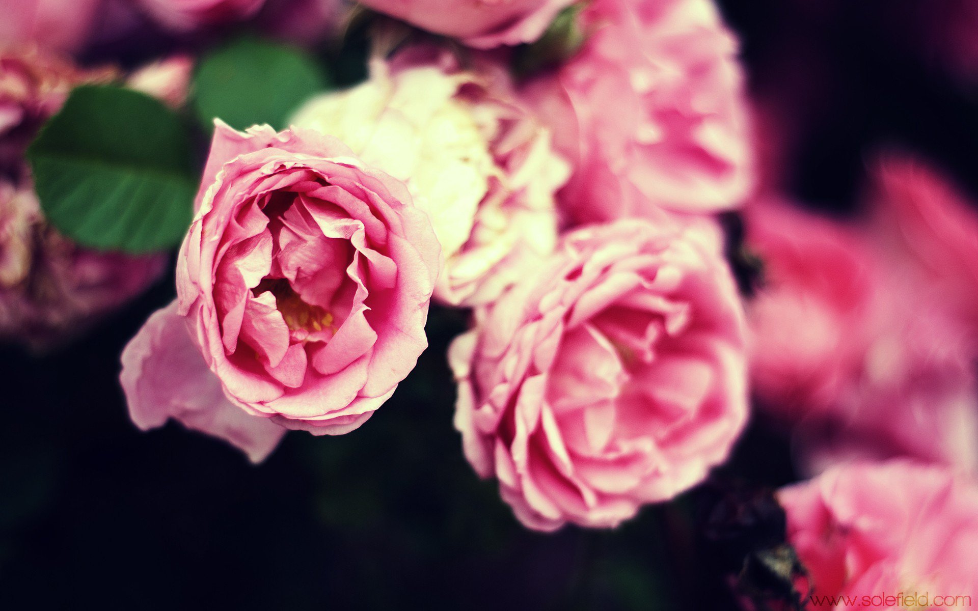Pink Flowers Closeup Wallpaper