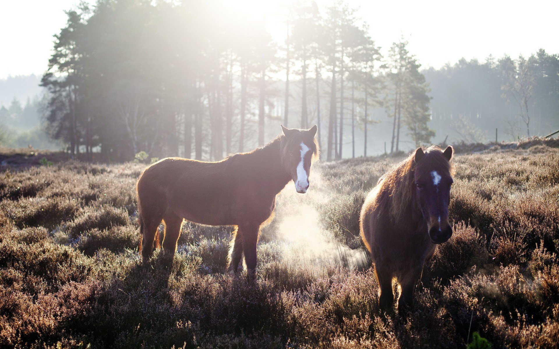Majestic Horse Wallpaper