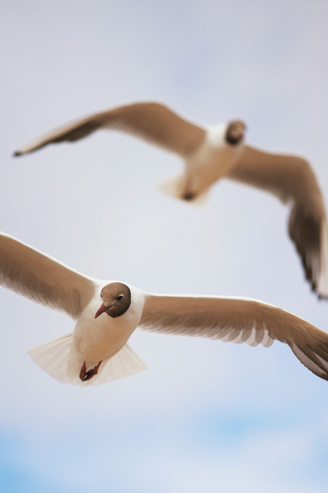 Seagulls Flying Wildlife Wallpaper