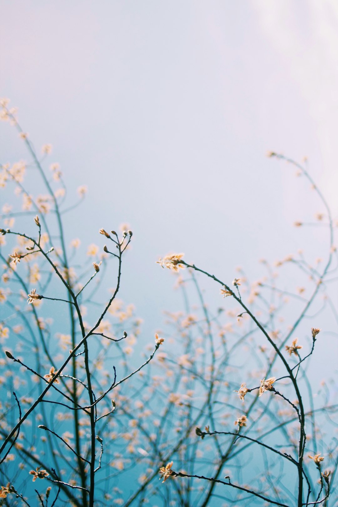 Minimal Petal Blossom Wallpaper