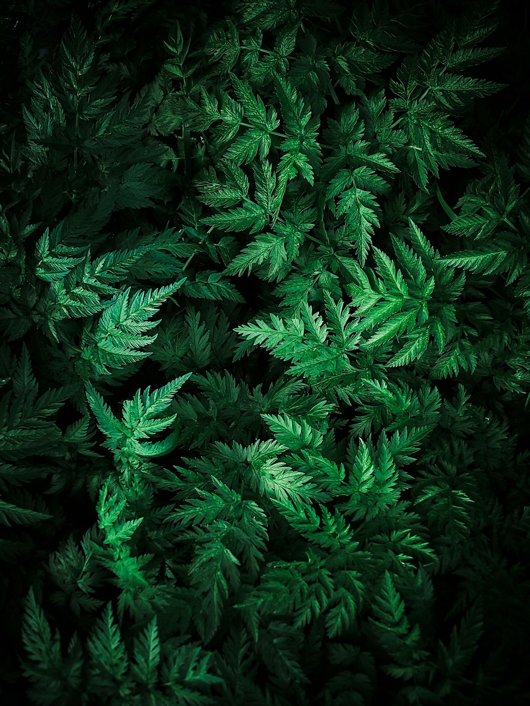 Lush Green Plant Wallpaper