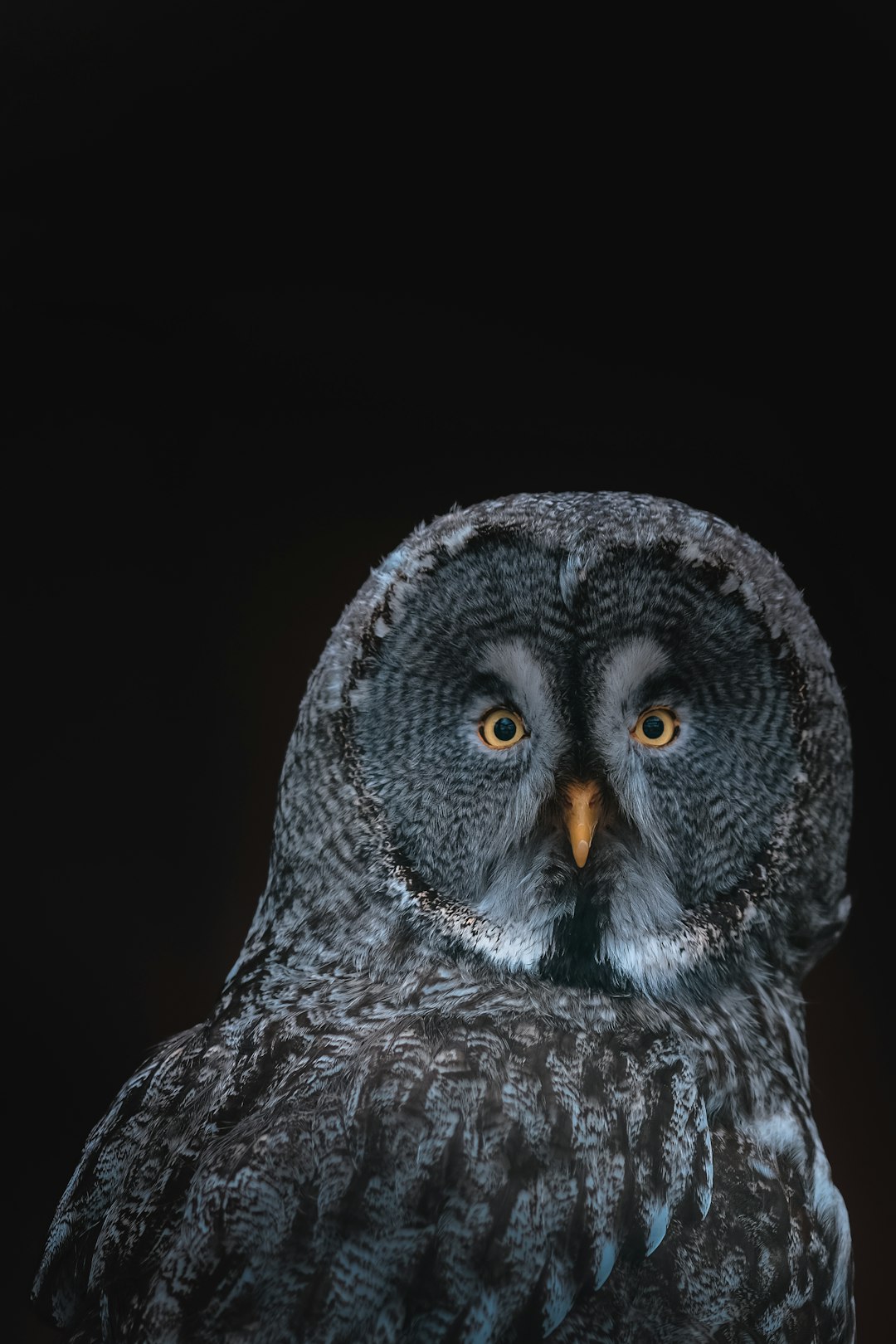 Grey Owl Germany Wallpaper