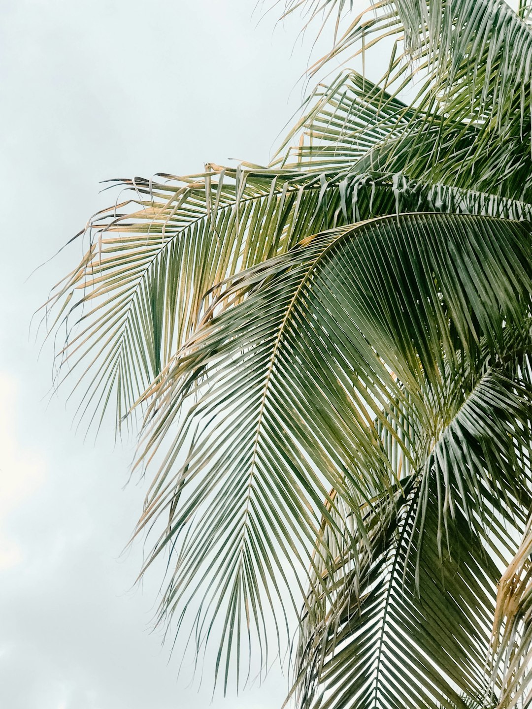 Tropical Palm Leaves Wallpaper