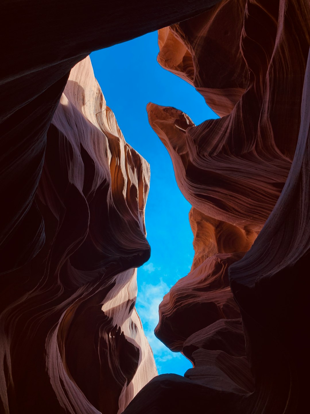 Arizona Illusion Seahorse Wallpaper