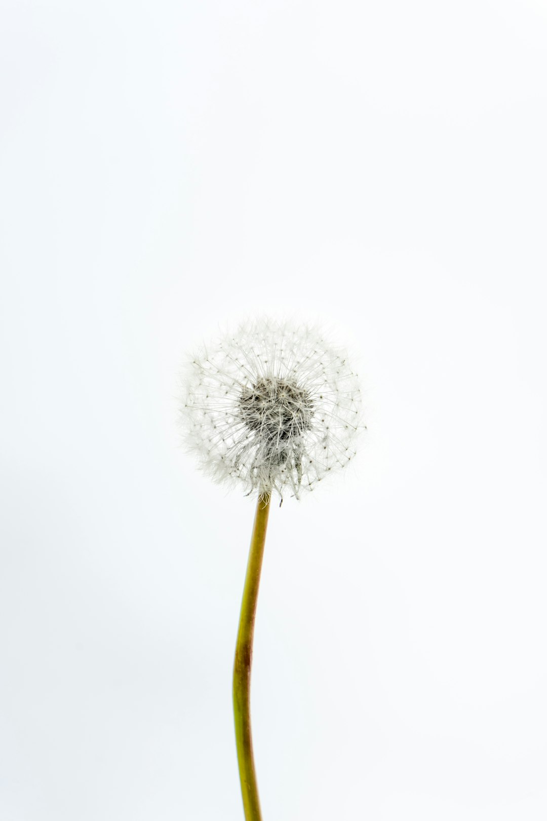 Grey Dandelion Blossom Wallpaper