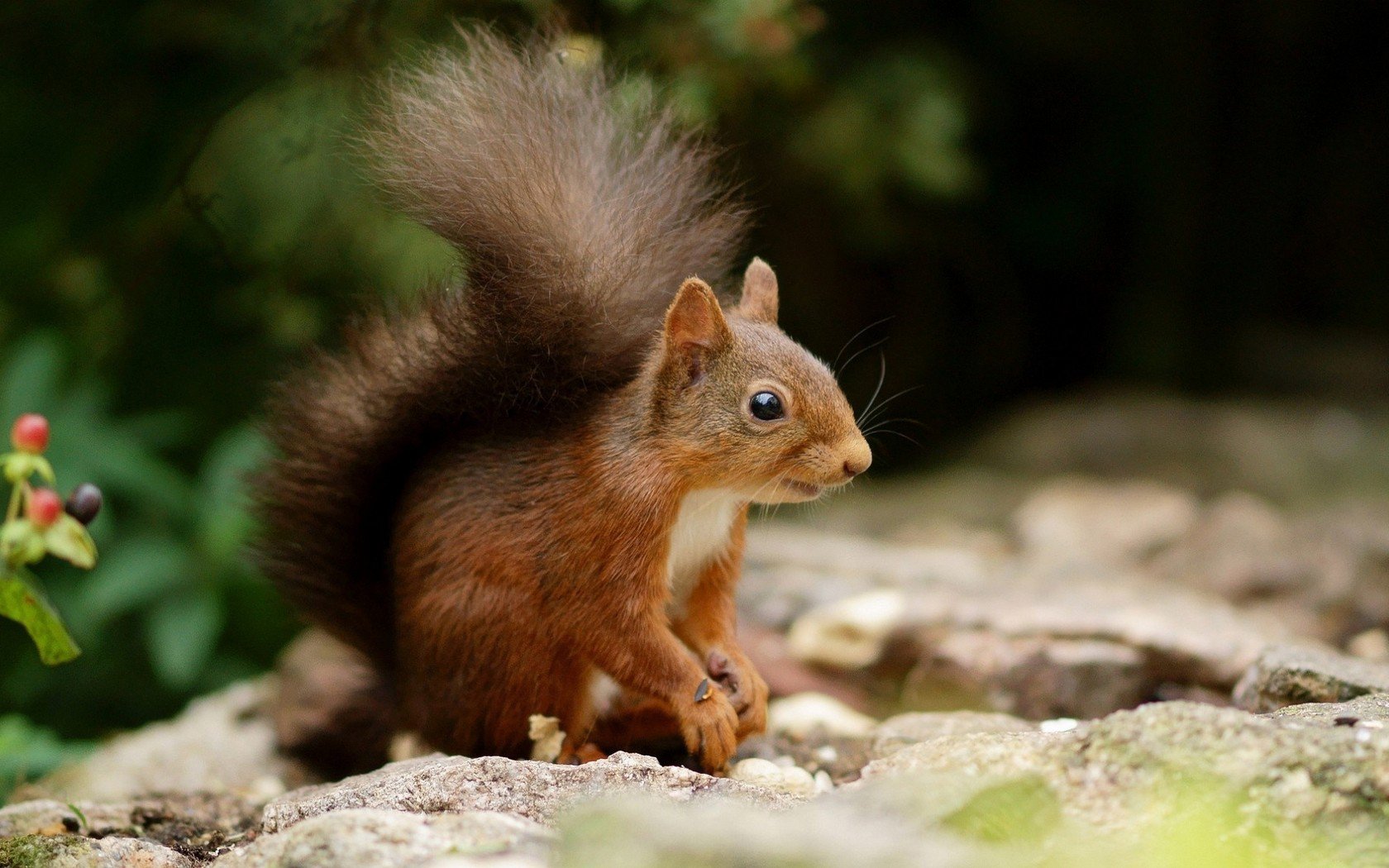 Playful Squirrel Wildlife Wallpaper