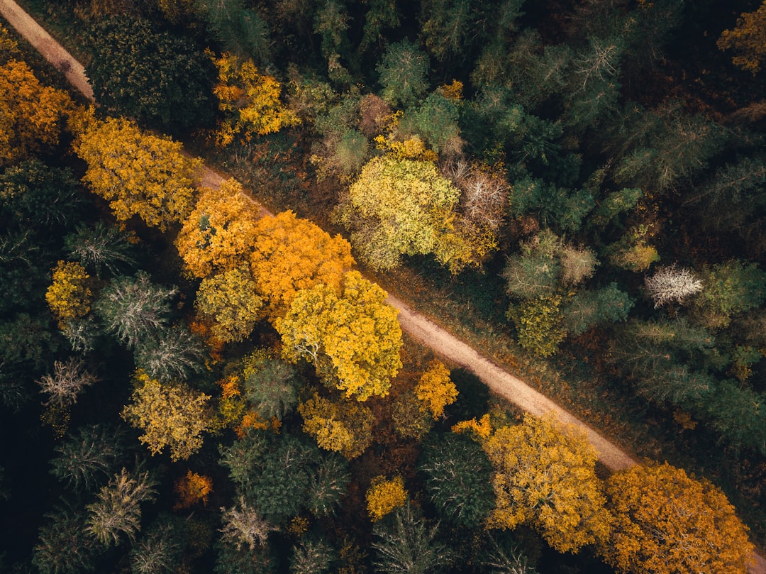Muted Woodland Seasons Wallpaper