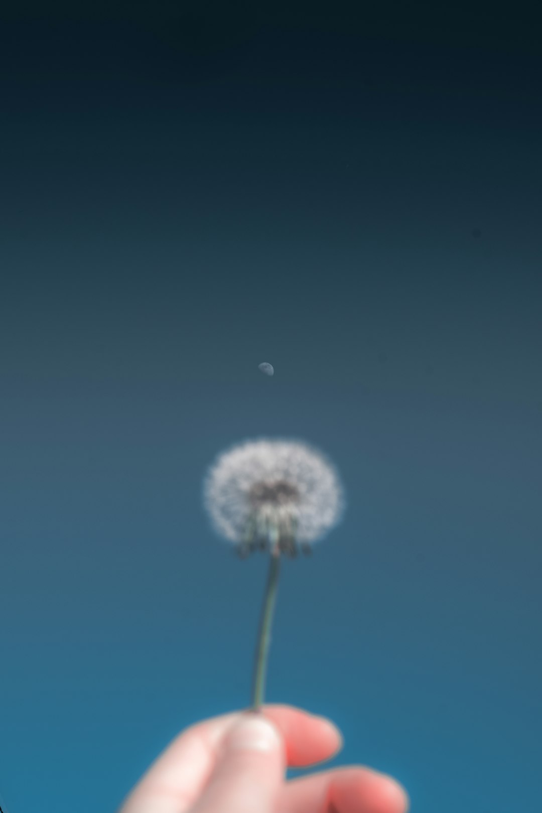Cinematic Moon Dandelion Wallpaper