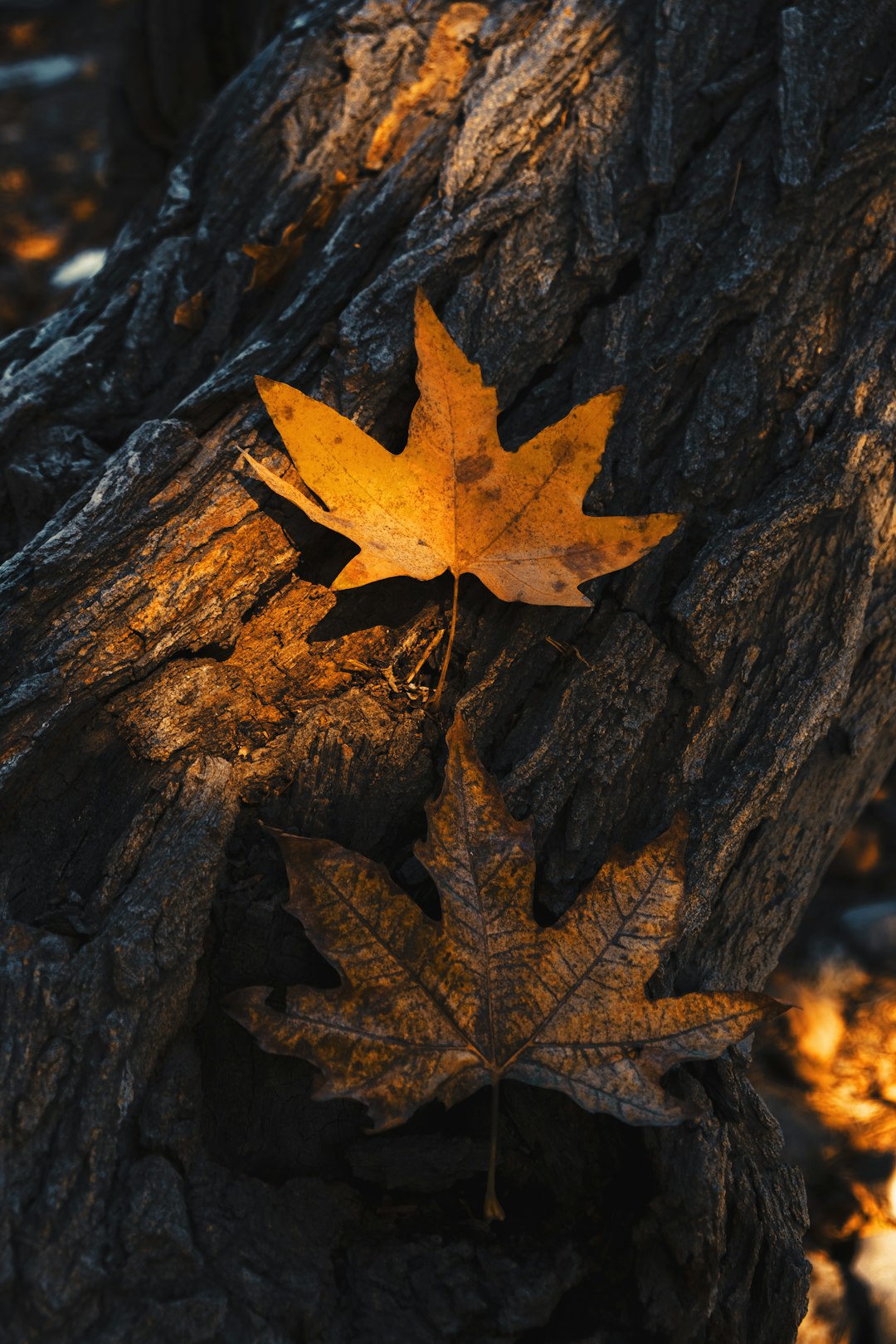 Autumn Maple Leaves Tehran Wallpaper