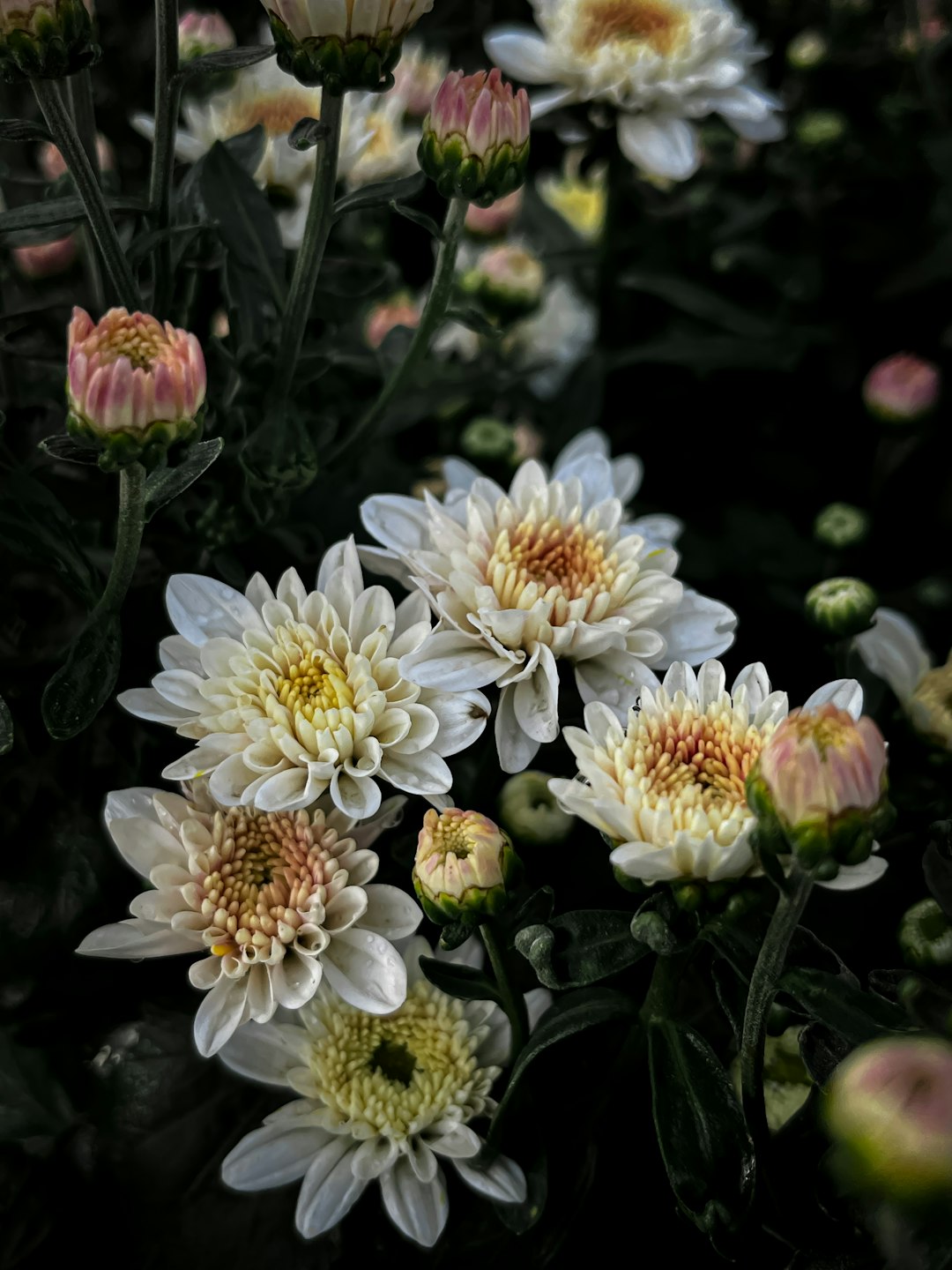 Collector's Choice Wallpaper