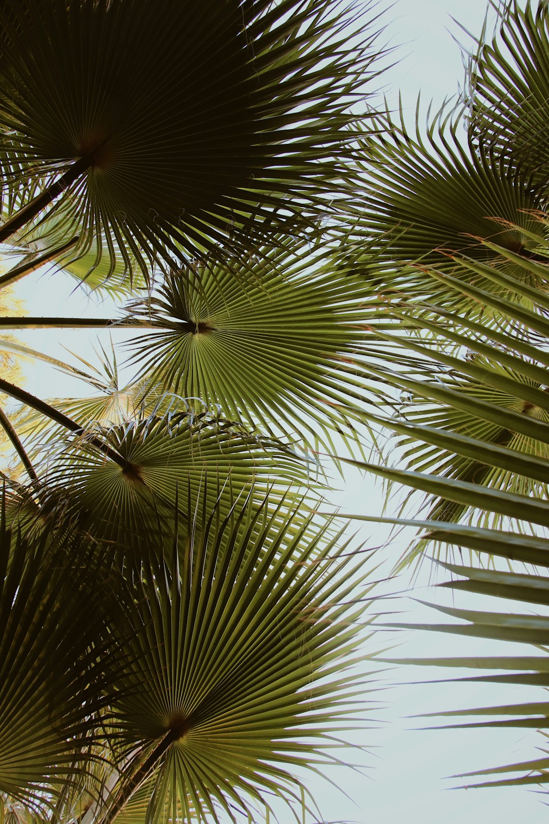 Tropical Palm Light Flare Wallpaper