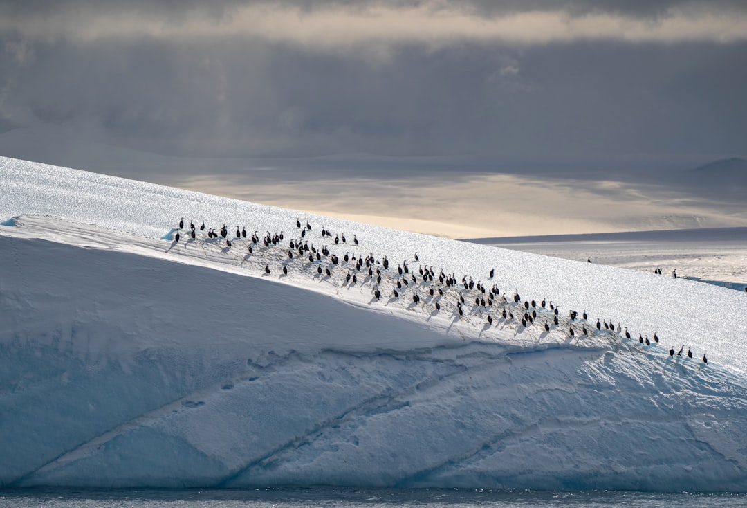 Arctic Fox On Glacier Wallpaper