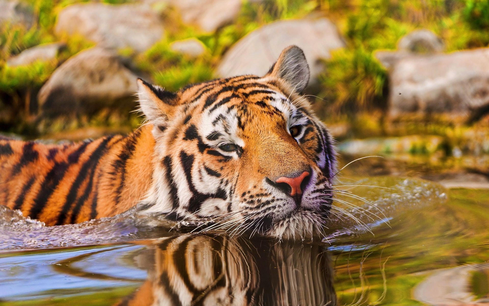 Tiger Whiskers Water Reflection Wallpaper