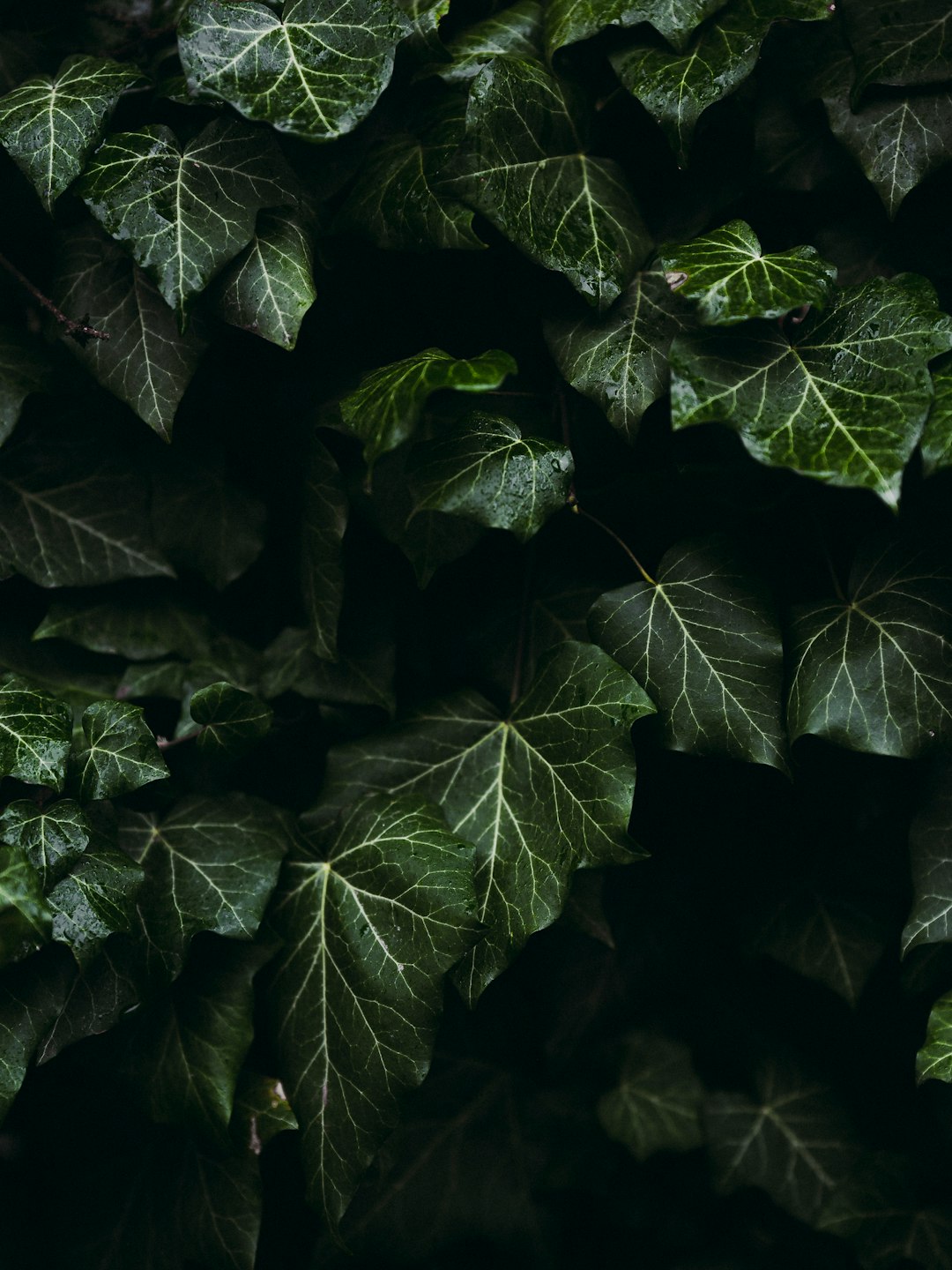 Lviv Ivy Veins Green Wallpaper