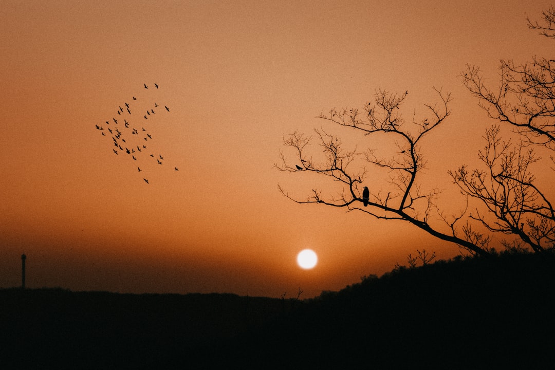 Black Silhouette Sunset Wallpaper