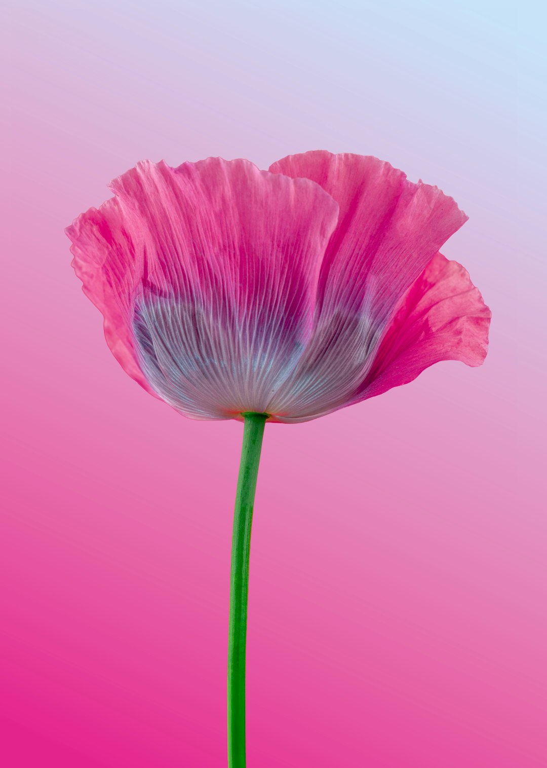 Dreamy Pink Poppy Bloom Wallpaper