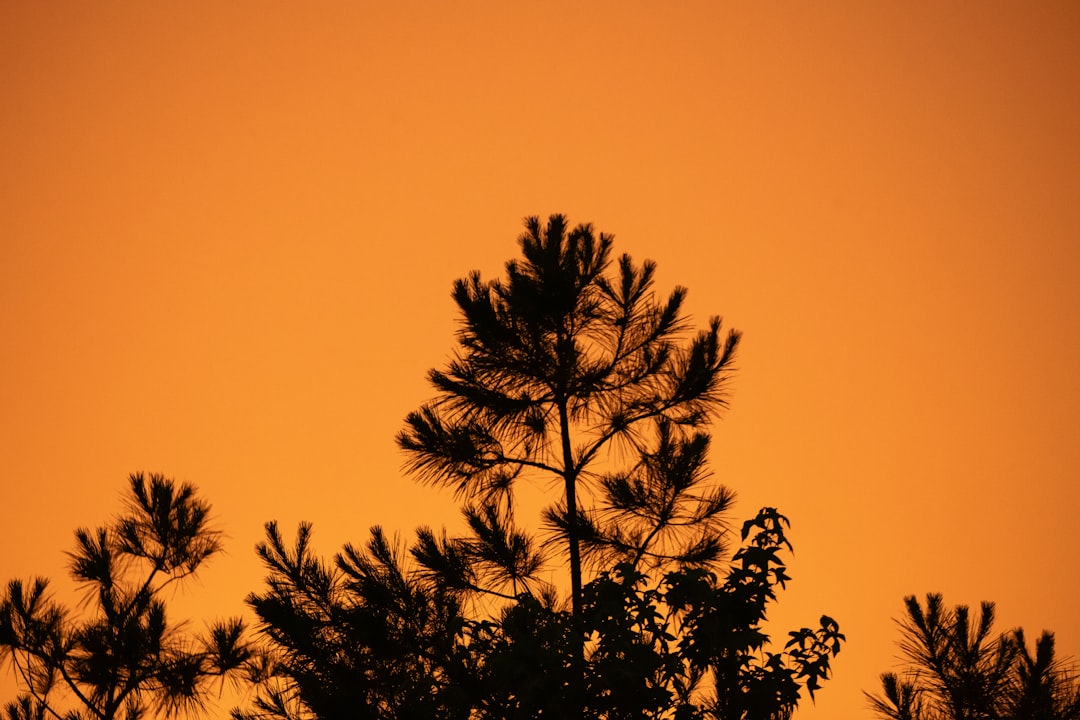 Sunset Pine Silhouette Wallpaper
