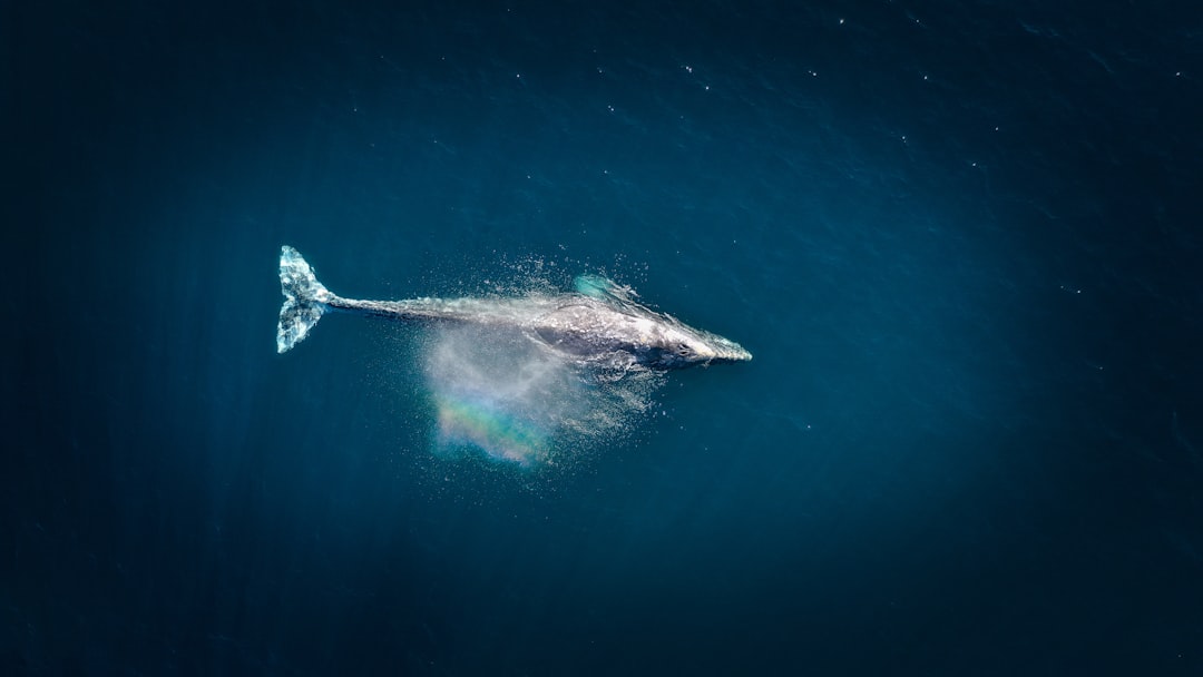 Malibu Humpback Whale Aerial Wallpaper