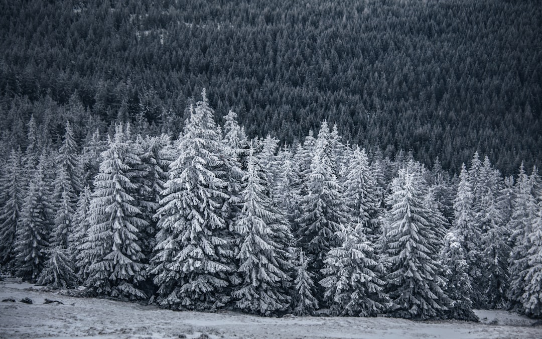 Frosty Polish Conifer Forest Wallpaper