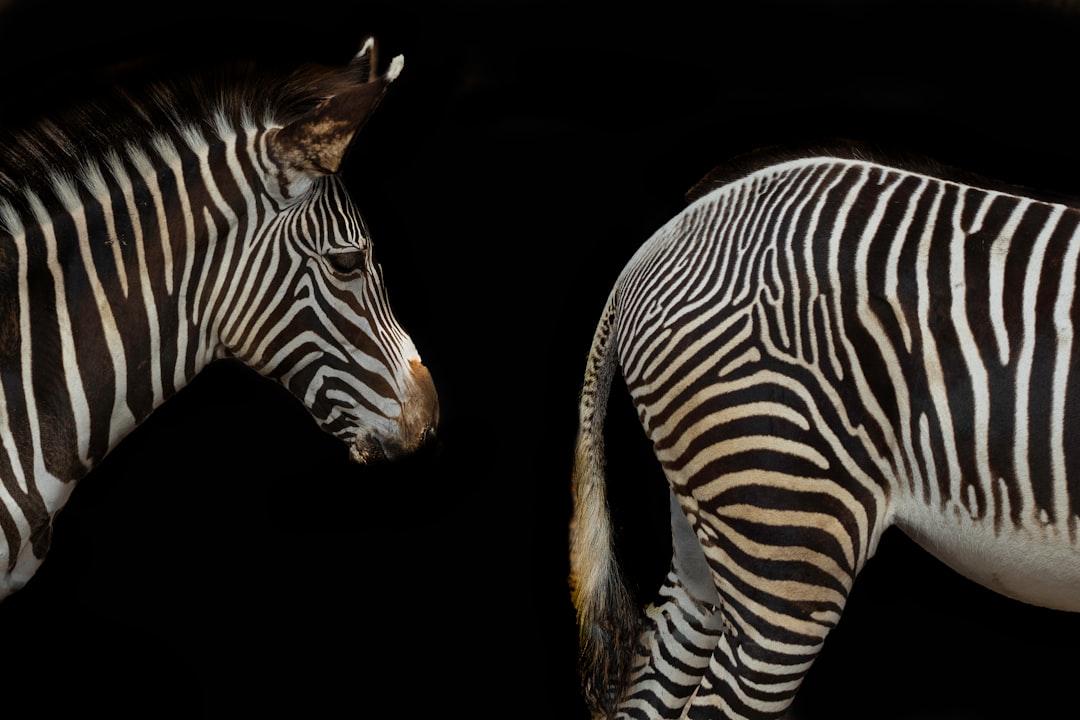 Striped Zebra Portrait Wallpaper