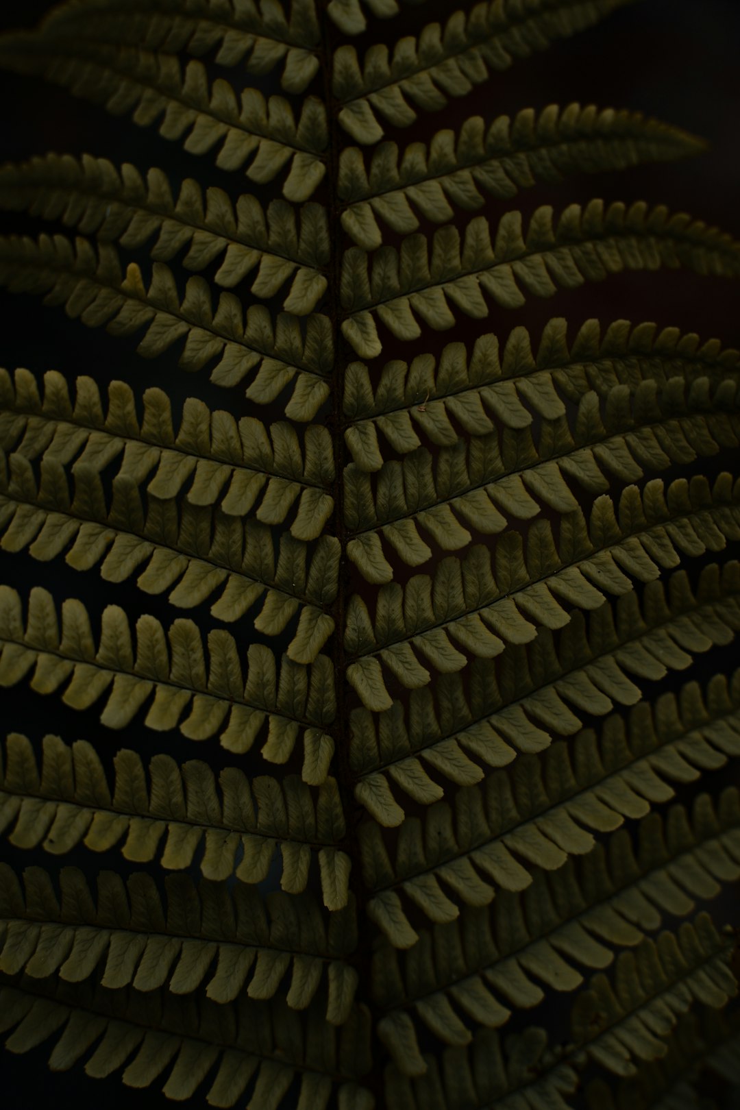 Emerald Forest Serpent Wallpaper