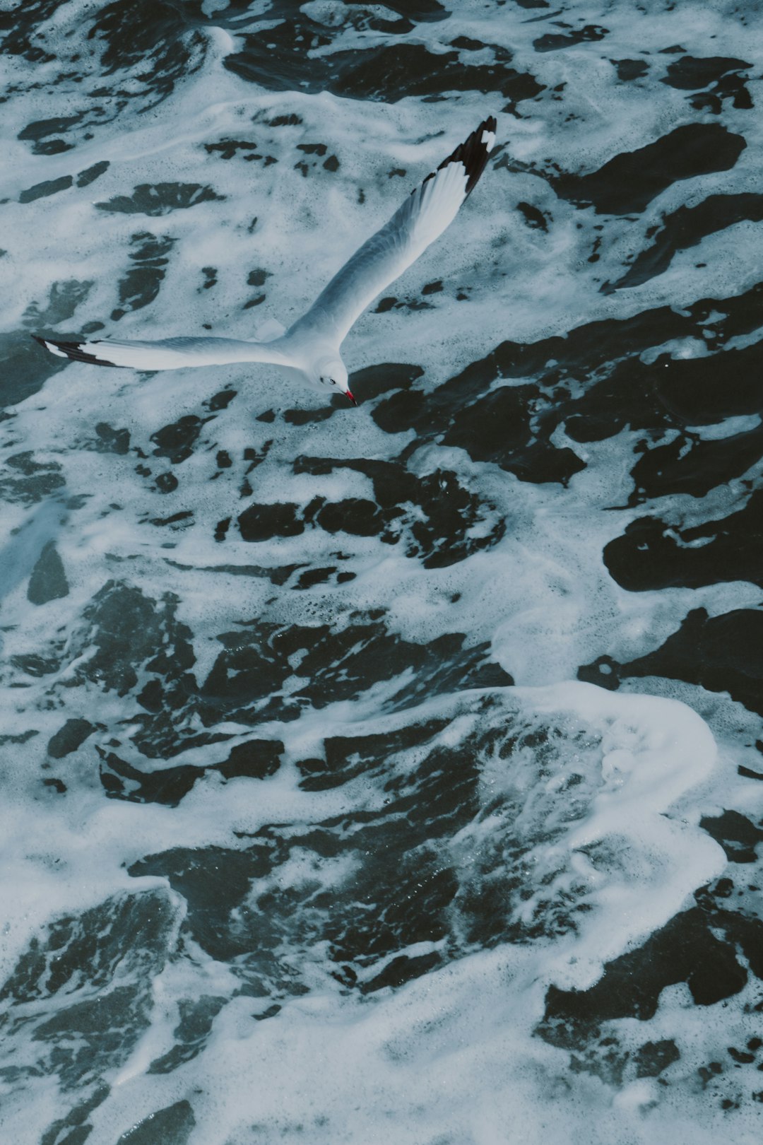 Bay Of Bengal Seagulls Wallpaper